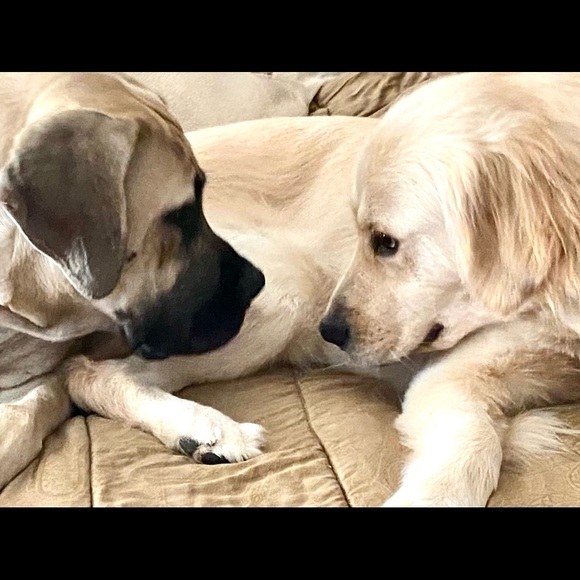 Meet your Posher, Emy - Picture 4 of 16